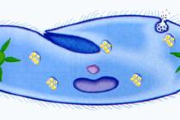 Кракен магазин даркнет